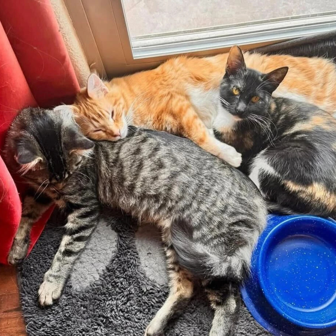 Caserole, Bean, & Chicken Caserole, Bean, & Chicken