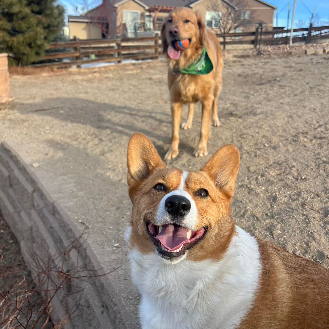 Ringo & Mochi Ringo & Mochi