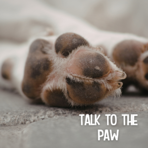 Talk to the Paw Package