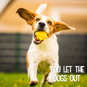 You Let the Dogs Out Package